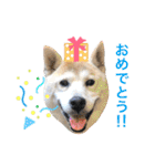 柴犬ハナちゃん。2（個別スタンプ：5）