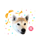 柴犬ハナちゃん。2（個別スタンプ：6）