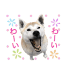 柴犬ハナちゃん。2（個別スタンプ：8）