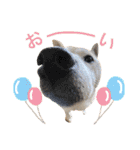 柴犬ハナちゃん。2（個別スタンプ：9）