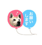 柴犬ハナちゃん。2（個別スタンプ：10）