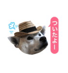 柴犬ハナちゃん。2（個別スタンプ：15）