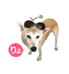 柴犬ハナちゃん。2（個別スタンプ：16）
