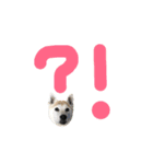 柴犬ハナちゃん。2（個別スタンプ：19）
