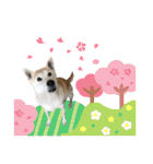柴犬ハナちゃん。2（個別スタンプ：21）
