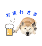 柴犬ハナちゃん。2（個別スタンプ：25）