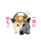柴犬ハナちゃん。2（個別スタンプ：26）