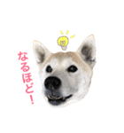 柴犬ハナちゃん。2（個別スタンプ：32）
