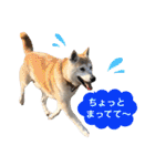 柴犬ハナちゃん。2（個別スタンプ：33）