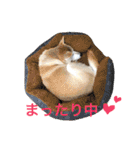 柴犬ハナちゃん。2（個別スタンプ：35）