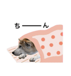柴犬ハナちゃん。2（個別スタンプ：39）