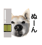 柴犬ハナちゃん。2（個別スタンプ：40）