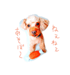 程良く可愛いわんこυ´• ﻌ •`υ（個別スタンプ：1）