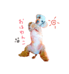 程良く可愛いわんこυ´• ﻌ •`υ（個別スタンプ：3）