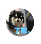 チワワ 返事用（個別スタンプ：1）
