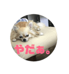 チワワ 返事用（個別スタンプ：2）