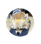 チワワ 返事用（個別スタンプ：3）