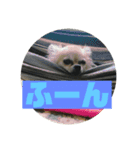 チワワ 返事用（個別スタンプ：6）