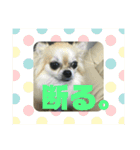 チワワ 返事用（個別スタンプ：14）