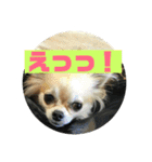 チワワ 返事用（個別スタンプ：15）