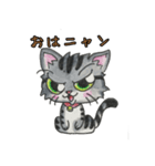 愛くるしいアメショ猫とらじ（個別スタンプ：1）