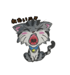愛くるしいアメショ猫とらじ（個別スタンプ：9）