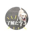 チョコラブアモーレのお友達（個別スタンプ：1）