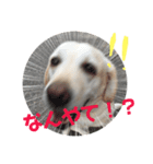 チョコラブアモーレのお友達（個別スタンプ：2）