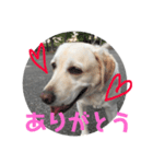 チョコラブアモーレのお友達（個別スタンプ：4）