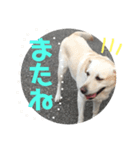 チョコラブアモーレのお友達（個別スタンプ：8）