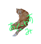 しゃべねこさん（個別スタンプ：1）