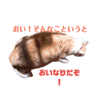 しゃべねこさん（個別スタンプ：3）