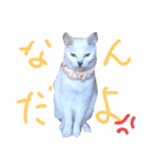 しゃべねこさん（個別スタンプ：4）