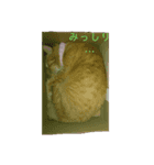しゃべねこさん（個別スタンプ：5）