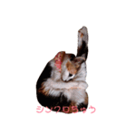 しゃべねこさん（個別スタンプ：6）