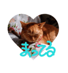 しゃべねこさん（個別スタンプ：7）