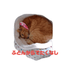 しゃべねこさん（個別スタンプ：8）