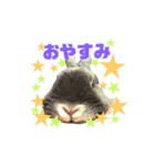 うさぎ_灰色（個別スタンプ：3）