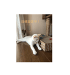 白猫凛ちゃんの日常（個別スタンプ：1）