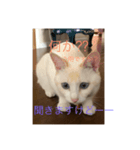 白猫凛ちゃんの日常（個別スタンプ：4）