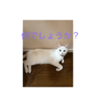 白猫凛ちゃんの日常（個別スタンプ：5）