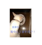 白猫凛ちゃんの日常（個別スタンプ：6）