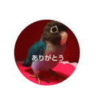 うみこのとりさん（個別スタンプ：6）