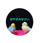 うみこのとりさん（個別スタンプ：8）