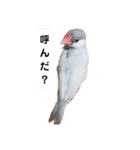 シルバー文鳥の銀ちゃん（個別スタンプ：1）