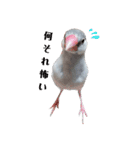 シルバー文鳥の銀ちゃん（個別スタンプ：2）