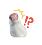シルバー文鳥の銀ちゃん（個別スタンプ：5）