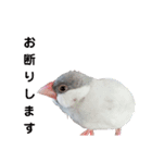 シルバー文鳥の銀ちゃん（個別スタンプ：6）