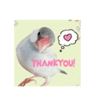 シルバー文鳥の銀ちゃん（個別スタンプ：7）