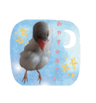 シルバー文鳥の銀ちゃん（個別スタンプ：8）